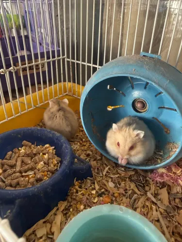 Hamster anão russo