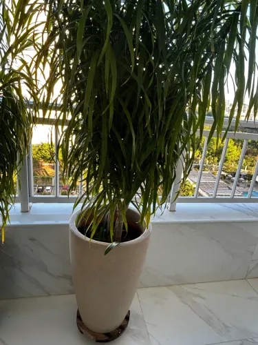 Palmeira 