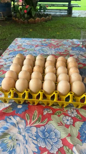 Ovos de Pata