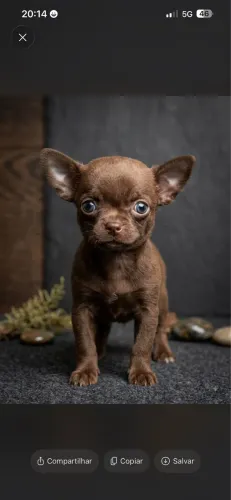 Chihuahua chocotan