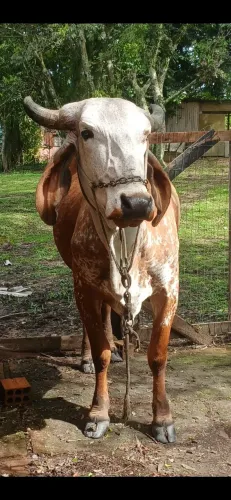 Vaca Gir