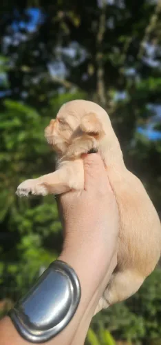 Shih-tzu cor exótica filho de Albino