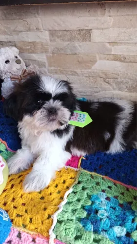 Filhotes de shih tzu fofos 