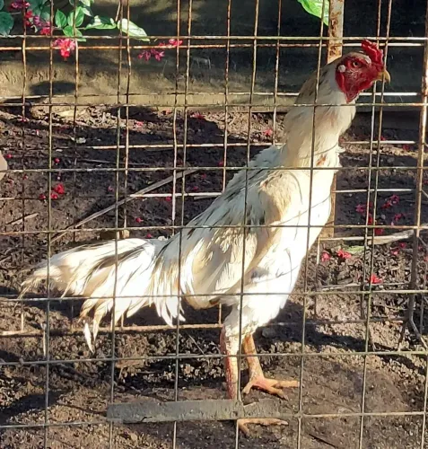 Galo de raca