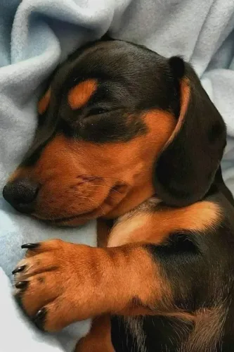 BASSET MACHO- ACEITO CARTÃO- ENTREGO