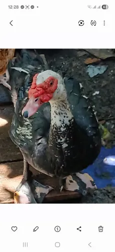 Pato macho