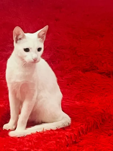 Doação gatinho