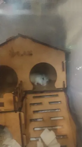 Filhotes de hamster anão Russo
