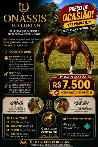 CAVALO CRIOULO