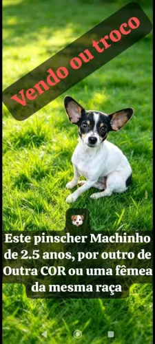 PINSCHER PRADRAO ZERO MACHO 2.5 ANOS