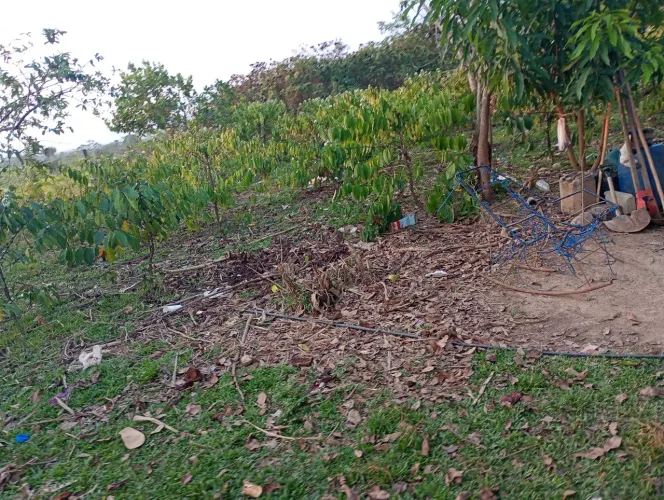 Vendo um chácara no ramal do mutum 100 de frente por 700 de fundo