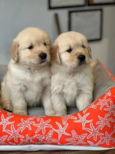 Filhotinhos de Golden Retriever macho e fêmea Vacinados , verminoses e carinhosos