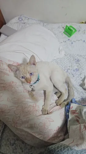 Adoção gato macho
