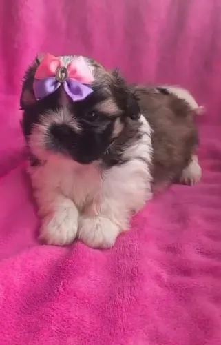 Promoção!!!Shih Tzu lindíssima!!!