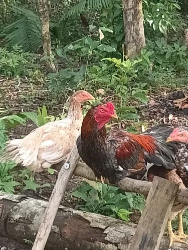 Galo e galinha