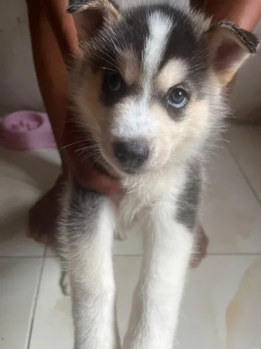 Vendo Husky Siberiano