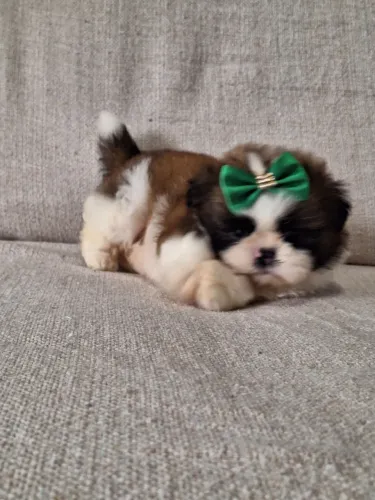 Mini shih tzu machos e femeas disponível
