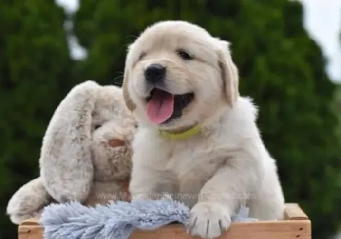 Golden Retriever Filhotes Os Mais Bonitos Do Brasil.
