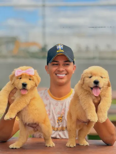GOLDEN RETRIEVER