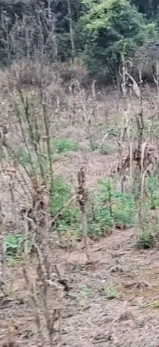 Ótimo terreno em Salesopolis formar a chácara do seu sonho o Rio Tiete aos fundos