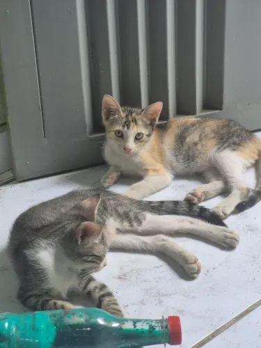 Gatos filhotes - adoção responsável