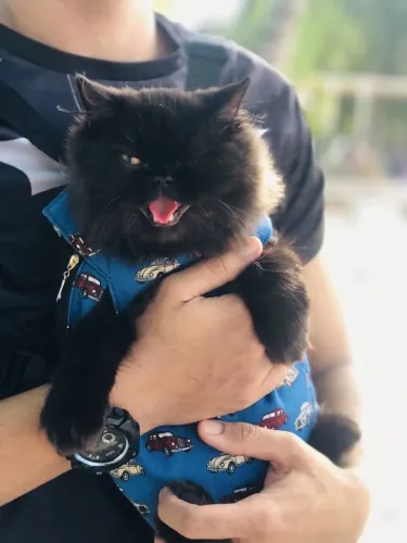 Gato persa para cruzar 