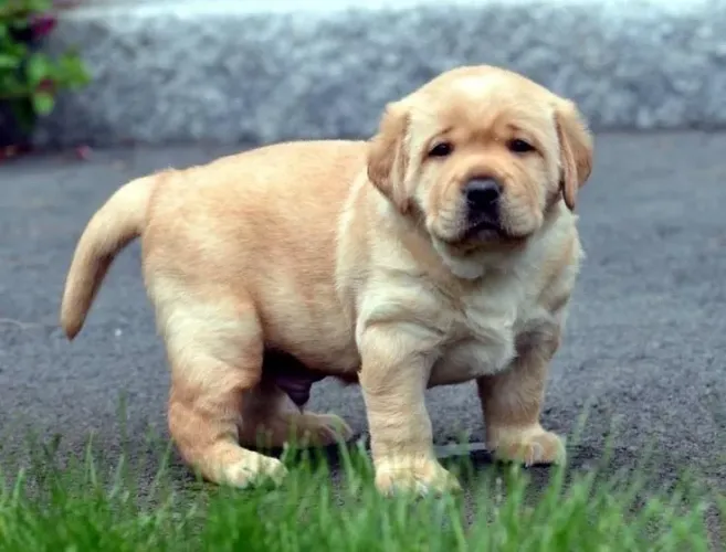 Labrador - Patinhas Cheio De Ternura