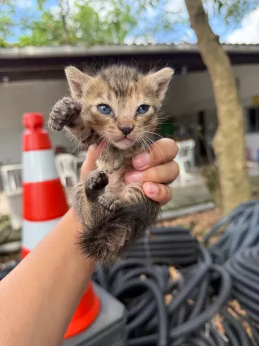 Gatinhos filhotes pra adoção
