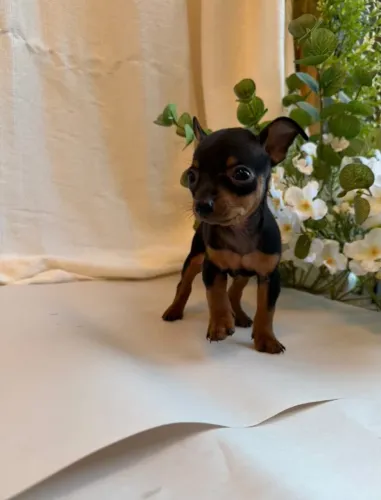 Pinscher