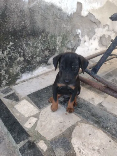 Vendo pinscher número 1
