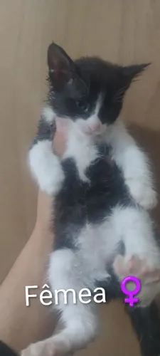 Doação de gatinha Frajola.