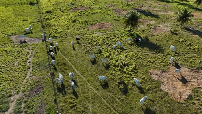 fazenda com 30 hectares na melhor região de Monte Alegre