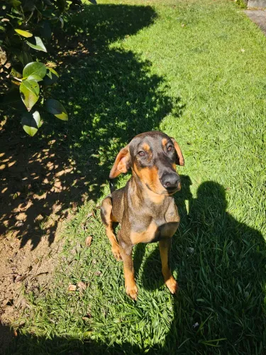 Doa se cachorro macho dócil porte médio com alguma linhagem de doberman