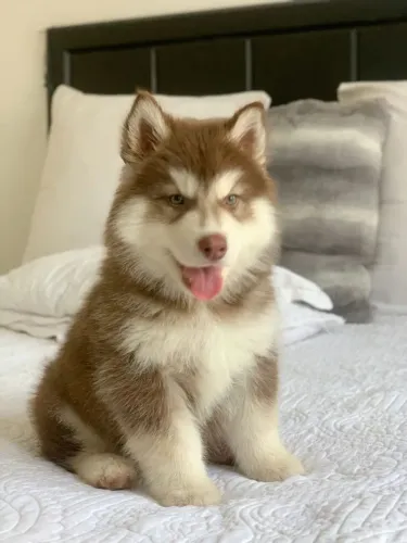 Filhotes De Husky Siberiano - Filhotinhos Cheio De Charme