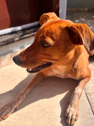 Cachorrinha para adoção 
