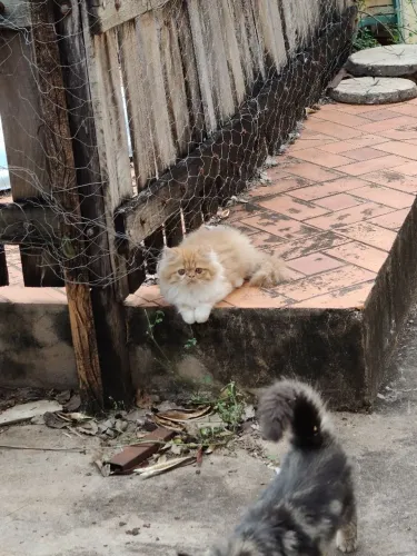 Gato laranja