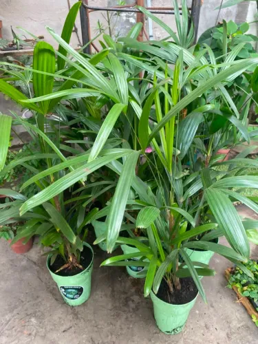 Palmeira Raphia