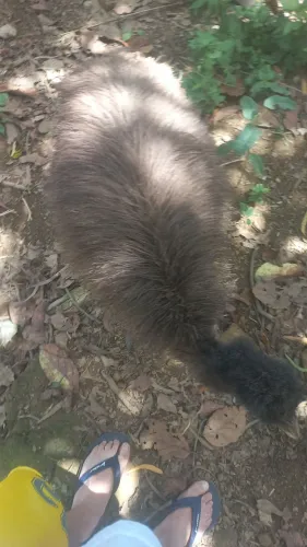 Vendo emu novo 