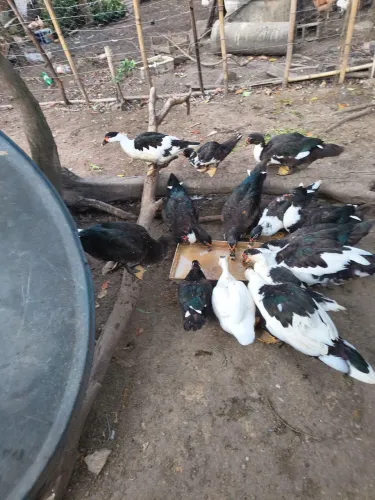 Patos