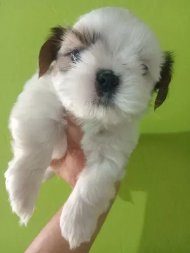 Ninhada de shihtzus disponível