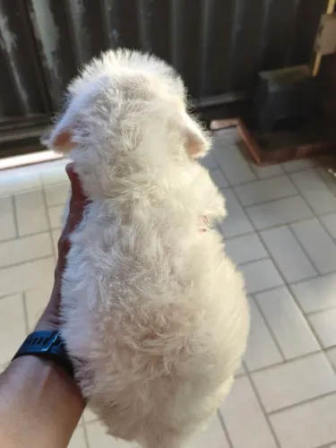 Vende-se filhote Shitszu  com Poodle