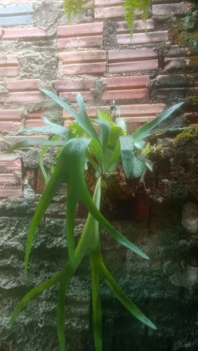 Samambaia Chifre-de-Veado + Episcia cupreata