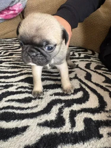 Filhotes de Pug