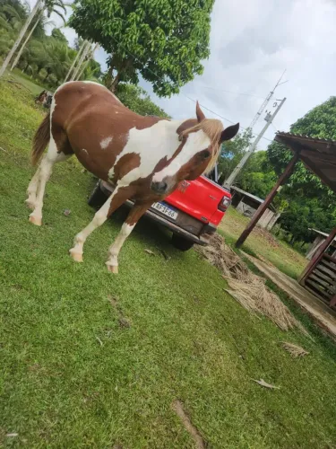 Cavalo quartos de milha