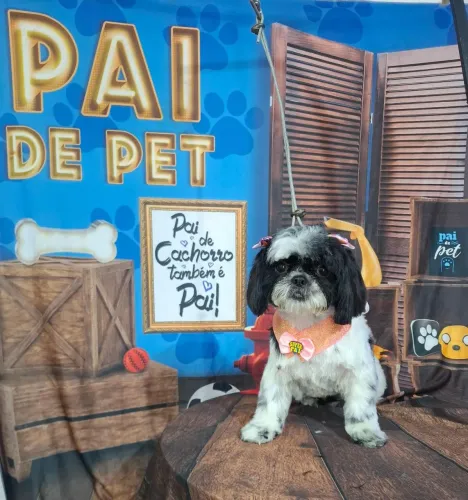 Preciso de um cachorrinho macho da zhitum