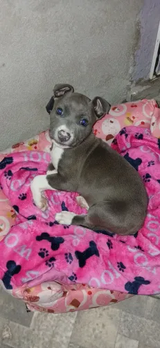 Vendo um filhote de pitbull  cor cinza fêmea 2 meses  