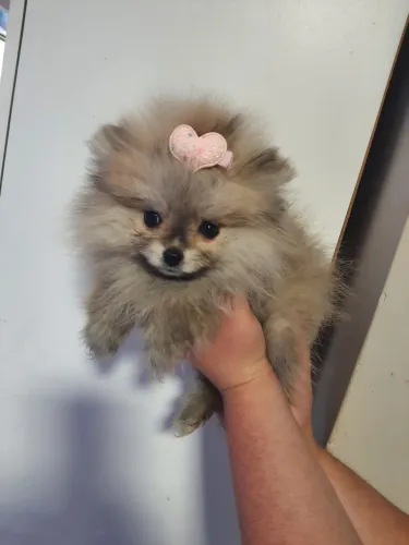 Lulu da pomeranga 