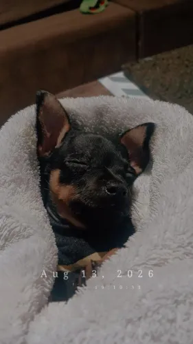 Vendo filhotes pinscher