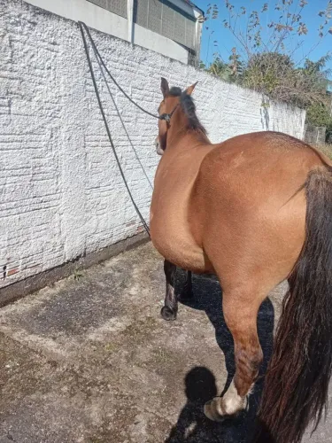 Égua prenha crioula 