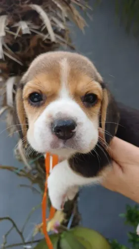  Macho lindo de Beagle Filhote Vacinados e Vermífugo 